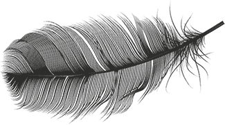 Beautiful bird feather - decorative element